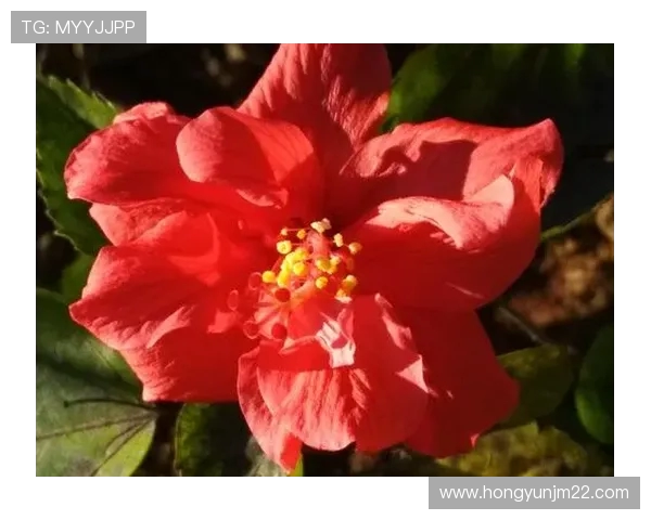 何思雨的成长之路：从平凡到卓越的心灵探索与人生启示